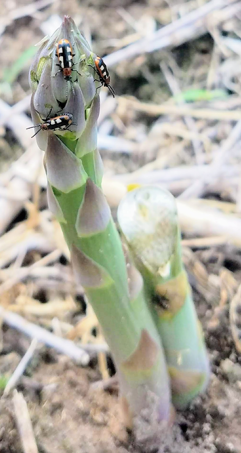 Several asparagus beetles on the tip of an asparagus spear that is emerging from the ground.